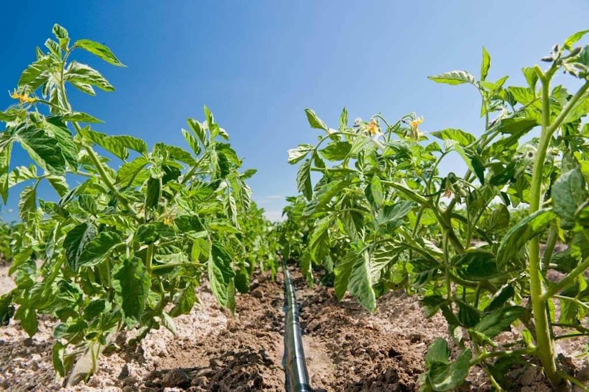 L’irrigazione a goccia fornisce la giusta quantità di acqua e fertilizzante alla radice della pianta, evitando sprechi